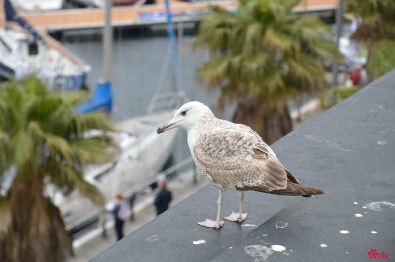 09. May 2018 | Vigo