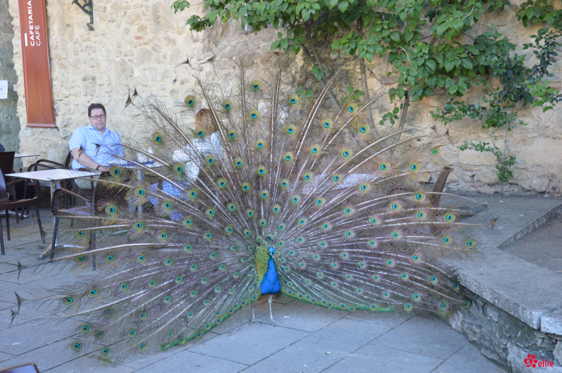 10. May 2018 16:35 | Lisboa