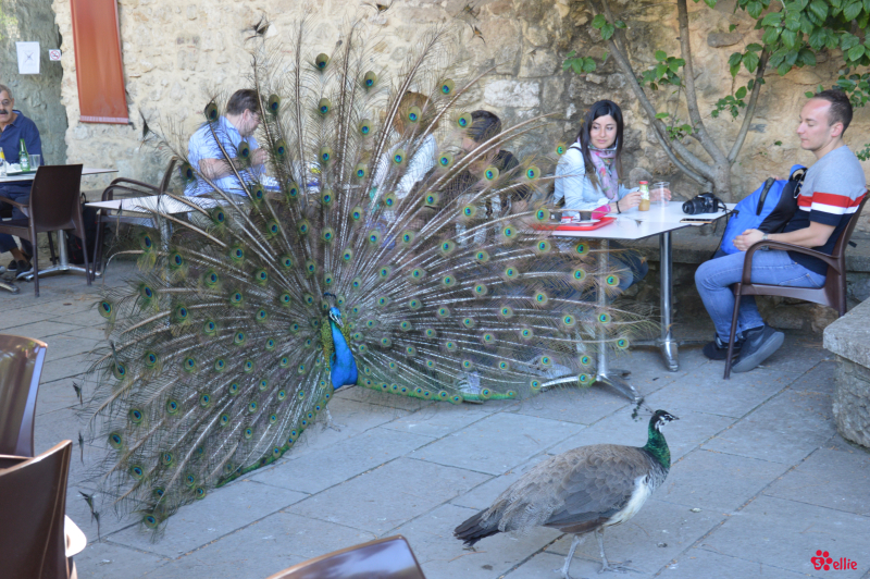 10. May 2018 16:36 | Lisboa