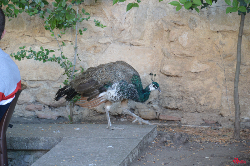 10. May 2018 16:36 | Lisboa